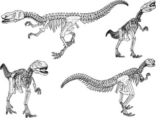 Vector illustration of ancient dinosaur skeleton cartoon illustration