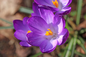 Purple crocuses flowering in Spring