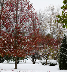 Tree with Red Leaves. Snow Capped Bushes. Snow Covered Ground.