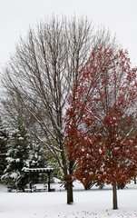 Snow Covered Swing and Trees. Tree with Red Leaves. Blanket of Snow Covering Ground. 