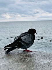 crow on the beach