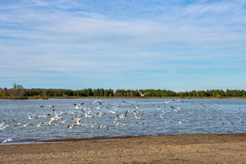 Seagulls in Binbrook Conservation Area, Hamilton, Ontario