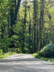 road in the forest