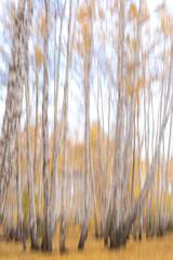Blurred trees with yellow leaves in the forest. A photographic effect using camera movement
