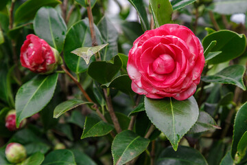 Beautiful pink Japanese camellia flower on a bush after rain