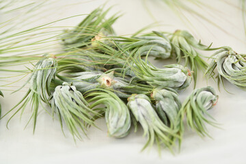 Green tillandsia air plants on a white background