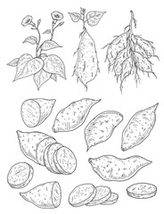 Plant batatas with leaf, root and flower. Slice and whole sweet potato. Vintage engraving