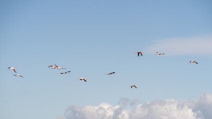 Envolée de flamants roses
