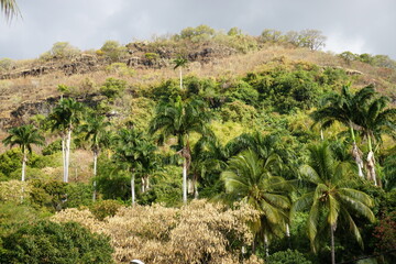 Fototapeta na wymiar closeup on palm trees in the mountains on the tropical island of La Réunion, France