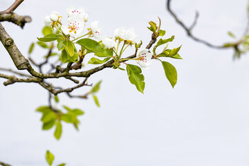 Blooming pear branch in the spring garden in front of a white background.