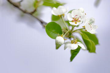 Blooming pear branch in the spring garden in front of a white background.