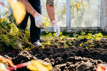 Fototapeta premium Hands of an elderly woman planting seedlings of strawberries in the ground. Farming, gardening, agriculture, retired active old age people concept.