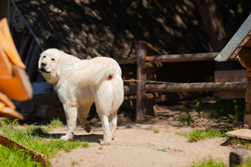 Bacówka w Czorsztynie i okolice. Biały pies stojący przy ogrodzeniu drewnianym.  - obrazy, fototapety, plakaty