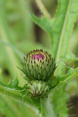 Naklejka na ściany i meble Close-up on an emerging flower head of the Brook thistle's, Cirsium rivulare