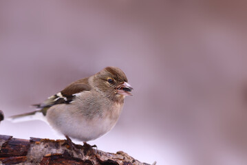 A finch with a seed in its beak on a branch, on a blurred pink background.... Front view....