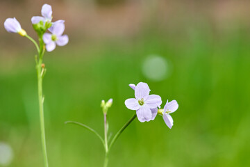 Spring flower on green background.