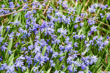 Obraz premium Scilla siberica flowers grows amongst fresh green spring grass, twigs and dried leaves on a sunny spring day