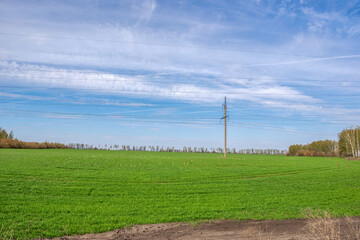 Spring green field with sprouting cereal seeds