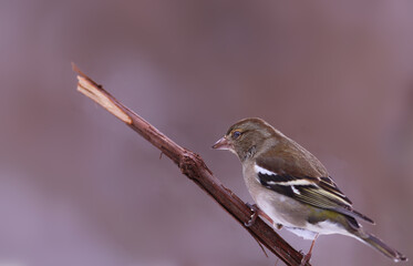Finch on a vine, on a blurred pink background.....