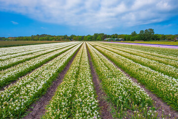 View over a field full of blooming white hyacinths near Egmond aan Zee/Netherlands