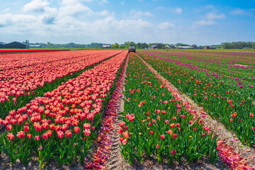 Mowing tulips in a field near Egmond aan Zee/Netherlands