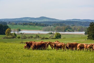 Fototapeta na wymiar A herd of cows in the open countryside