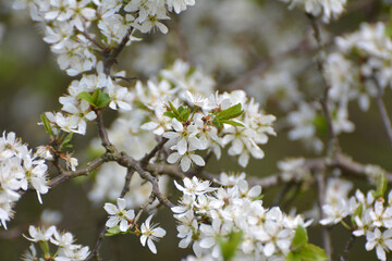 In spring, the blackthorn blooms in nature