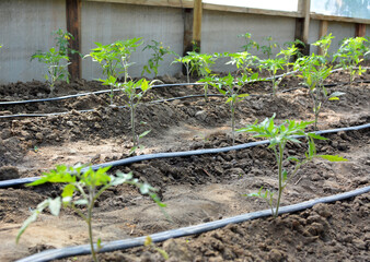 Greenhouse with drip irrigation when growing tomatoes