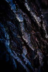 Textura de vorteza de un árbol de cerca