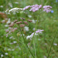 Torilis japonica grows in the wild