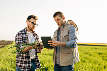 Two man checking the quality of crops in the field.