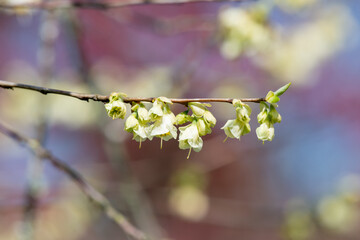 Close up of flowers on a mountain snowdrop (halesia monticola) tree
