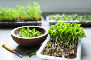 Growing microgreens at home. Harvest of milk thistle microgreens sprouts. Fresh micro greens closeup. Food photography - obrazy, fototapety, plakaty