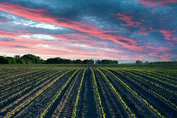 Green corn rows and waves of the agricultural fields of Ukraine. Dramatic sunset sky. Agricultural background