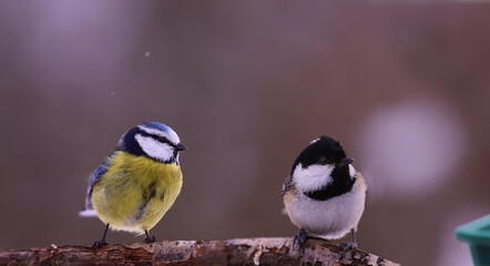 Blue tit and Coal tit near the feeder during winter weather