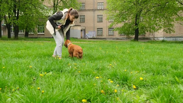 The girl trains a dog, an English Cocker Spaniel.