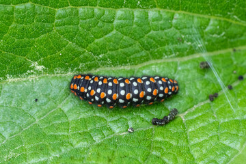  Yalancı Apollo » Archon apollinus » False Apollo