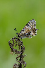 Papilionidae / Orman Fistosu / Eastern Festoon / Zerynthia cerisyi
