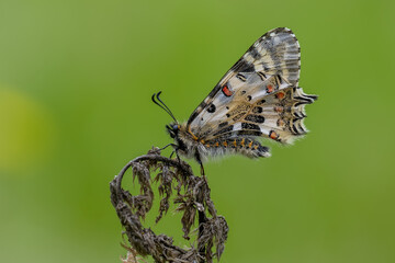 Papilionidae / Orman Fistosu / Eastern Festoon / Zerynthia cerisyi