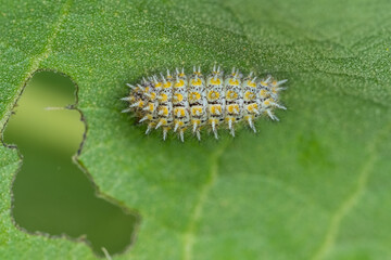 Nymphalidae / Benekli İparhan / Spotted fFitillary / Melitaea didyma
