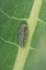 Nymphalidae / Benekli İparhan / Spotted fFitillary / Melitaea didyma