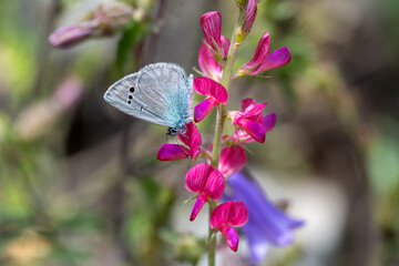Lycaenidae / Karagözmavisi / Green-Underside Blue / Glaucopsyche alexis