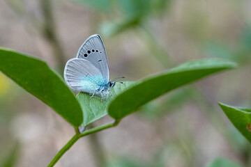 Lycaenidae / Karagözmavisi / Green-Underside Blue / Glaucopsyche alexis