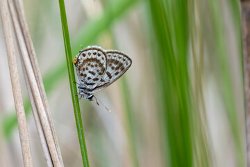 Lycaenidae / Balkan Kaplanı / Balkan Pierrot / Tarucus balkanicus