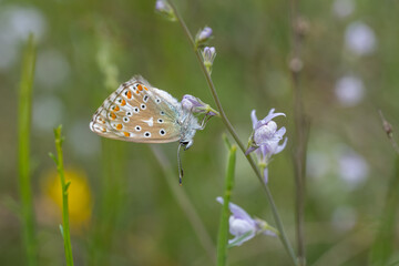 Çokgözlü Mavi » Polyommatus icarus » Common Blue

fatihozcan