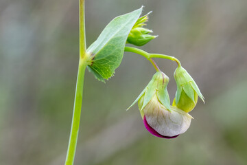 bud of a flower
