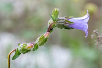 bud of a plant