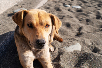 Close-up portrait of a ginger dog that is resting on a pebble beach on a sunny day. Homeless street animals