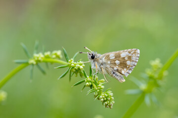 Hesperiidae / İspanyol Zıpzıpı / Oberthür’s Grizzled Skipper / Pyrgus armoricanus