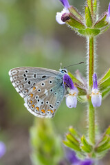 Çokgözlü Mavi » Polyommatus icarus » Common Blue

fatihozcan